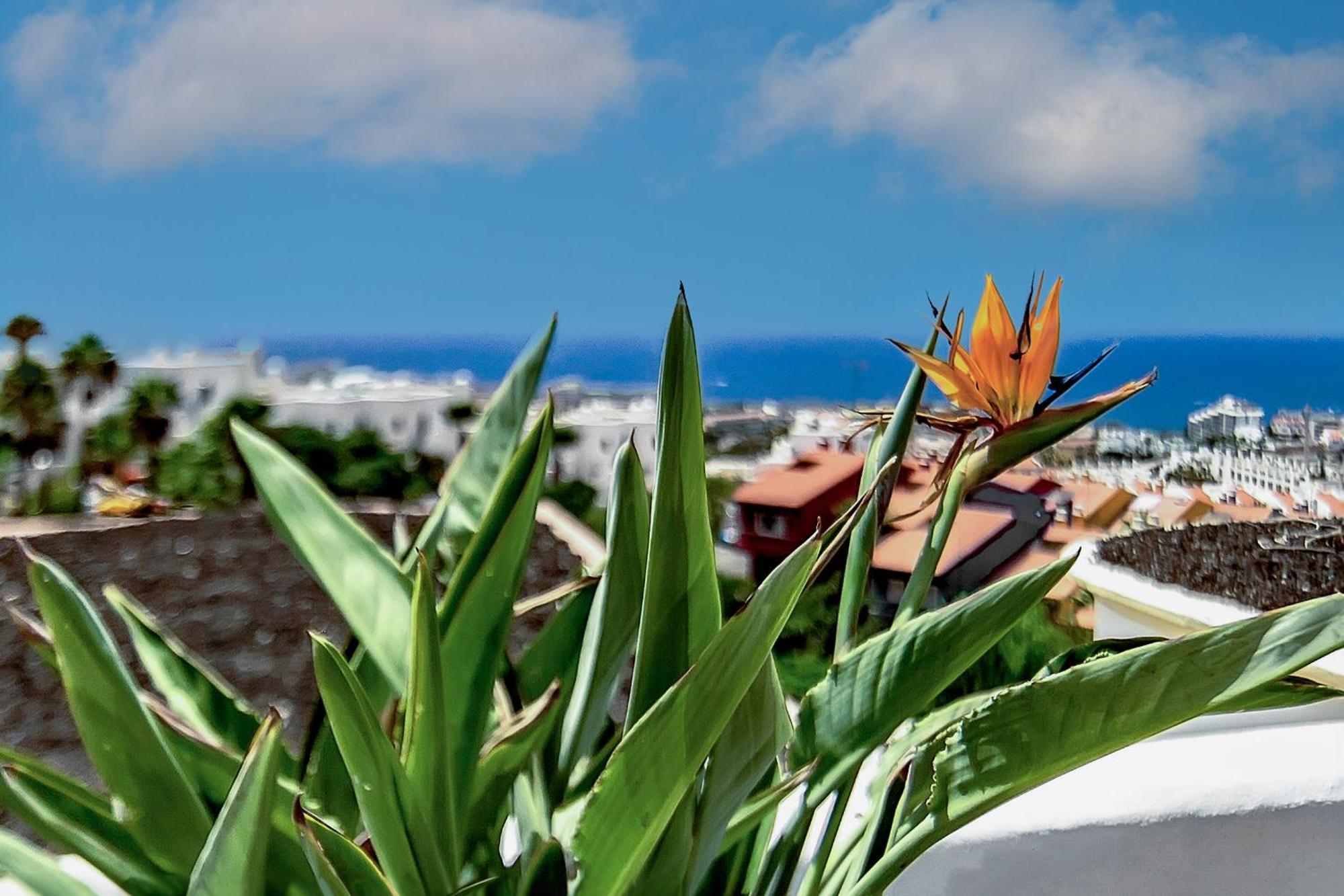 Mimosas Villa