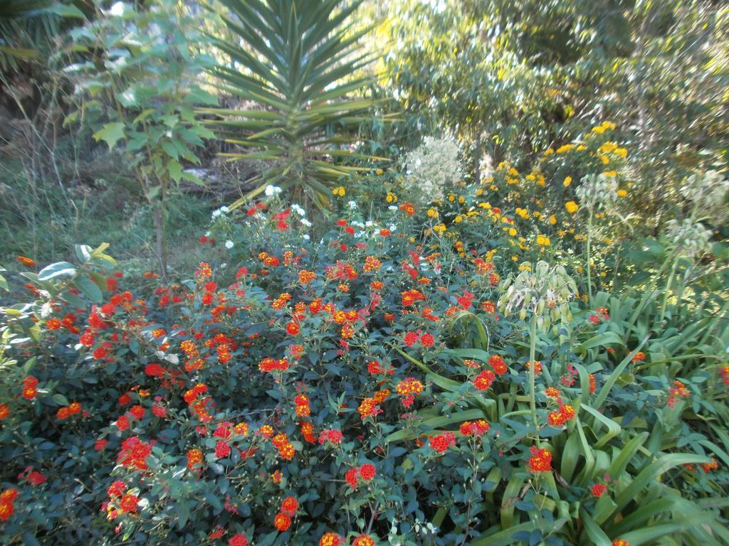 Finca Las Palmeras Icod De Los Vinos