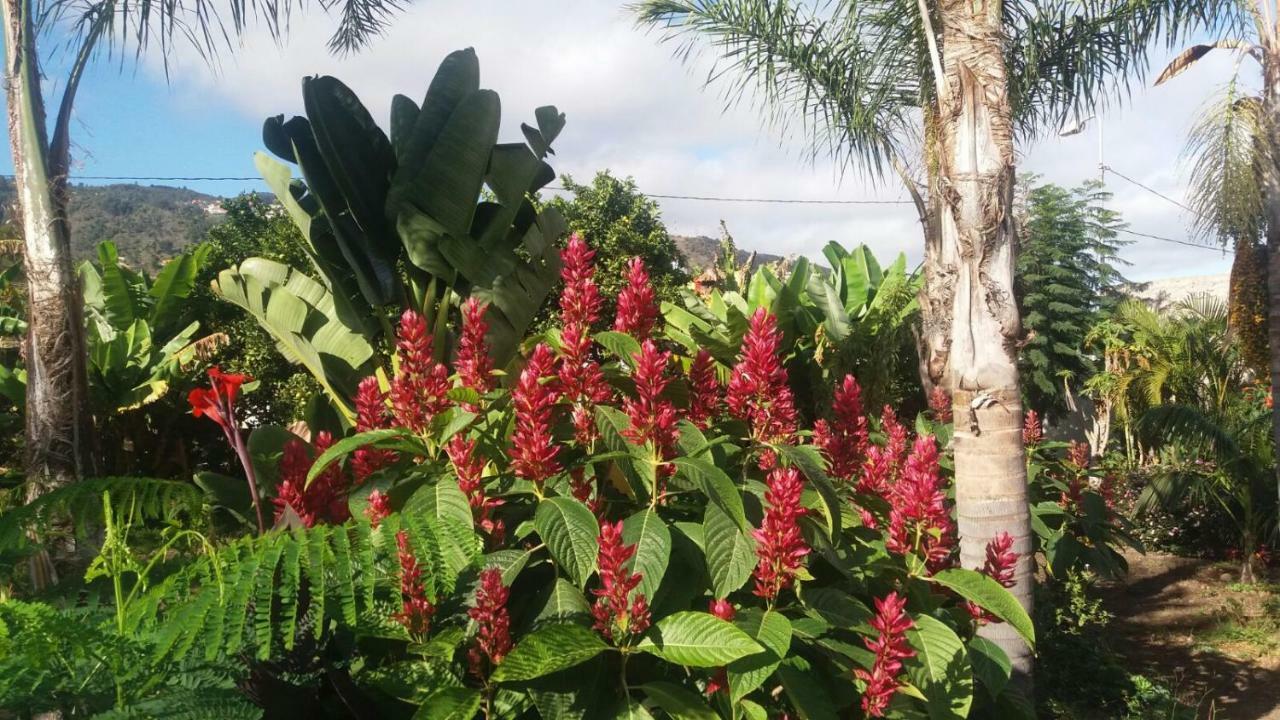 Finca Las Palmeras * Icod De Los Vinos