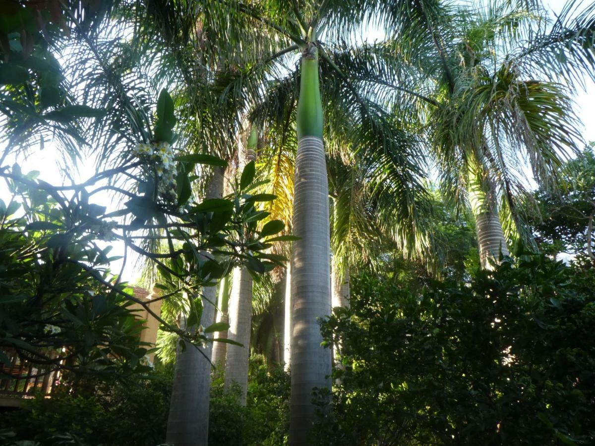 El Jardin De La Palapa *