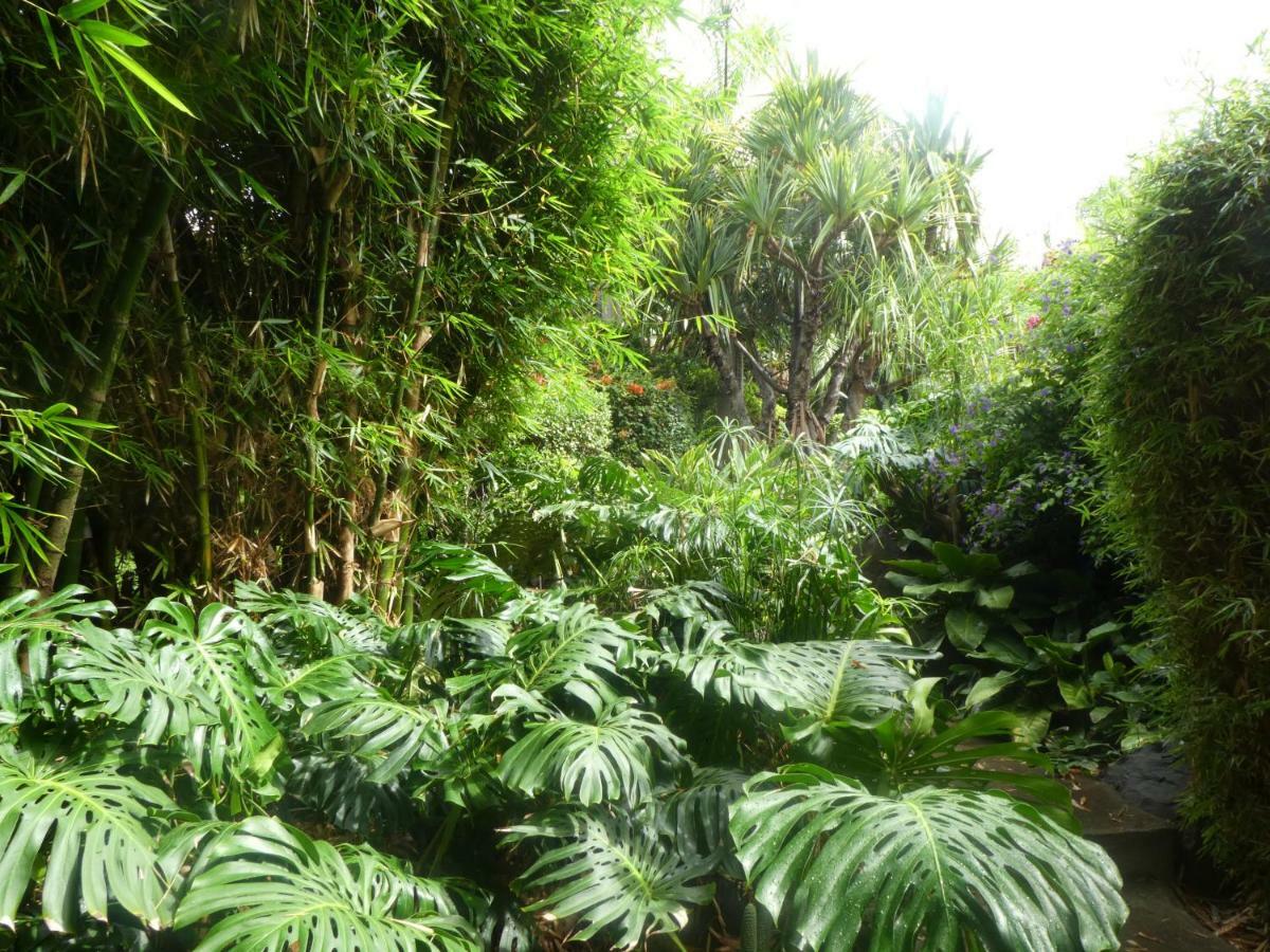 El Jardin De La Palapa * Los Realejos
