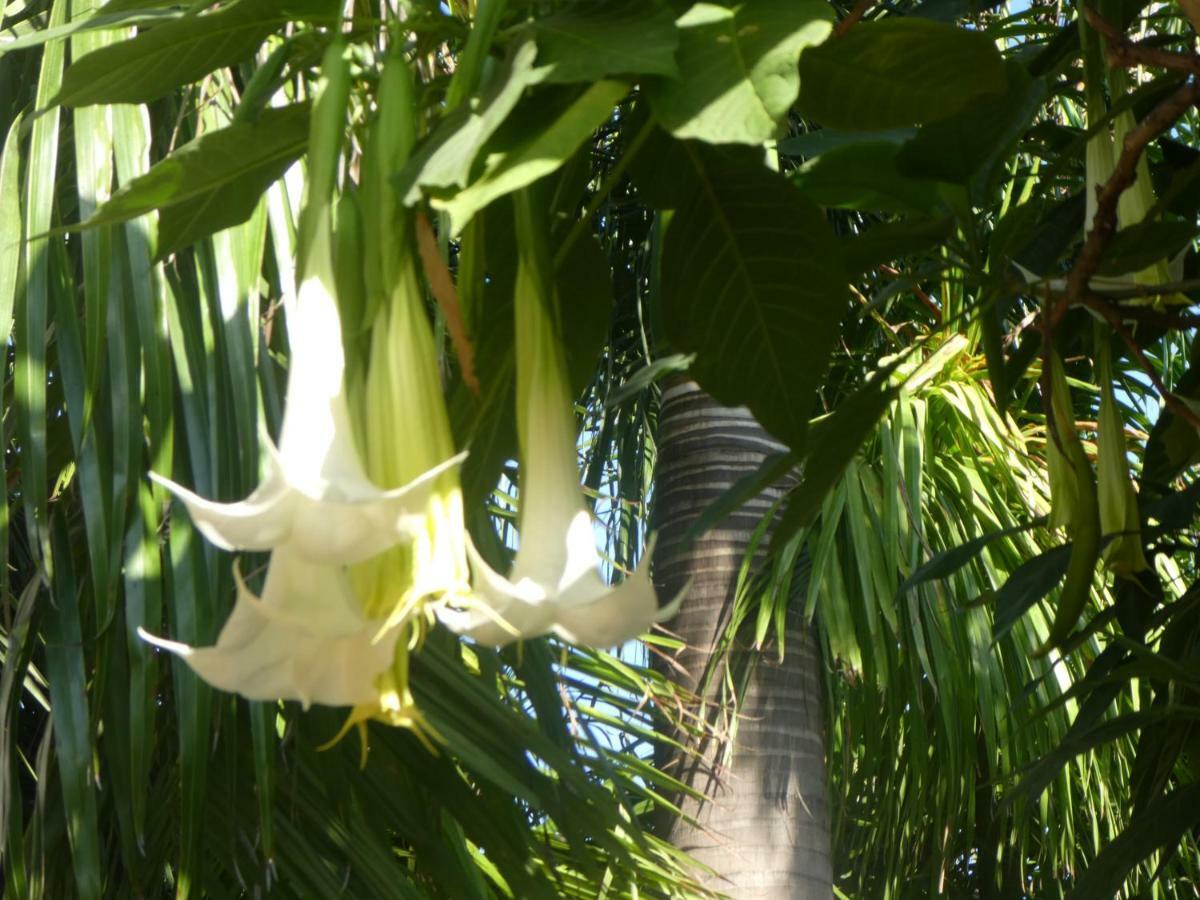El Jardin De La Palapa Los Realejos