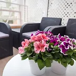 Apartment Orlando Tenerife Sur Dumbo