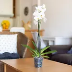 El Paraíso - Costa Adeje - CanaryHousing