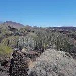 Las Palmeras