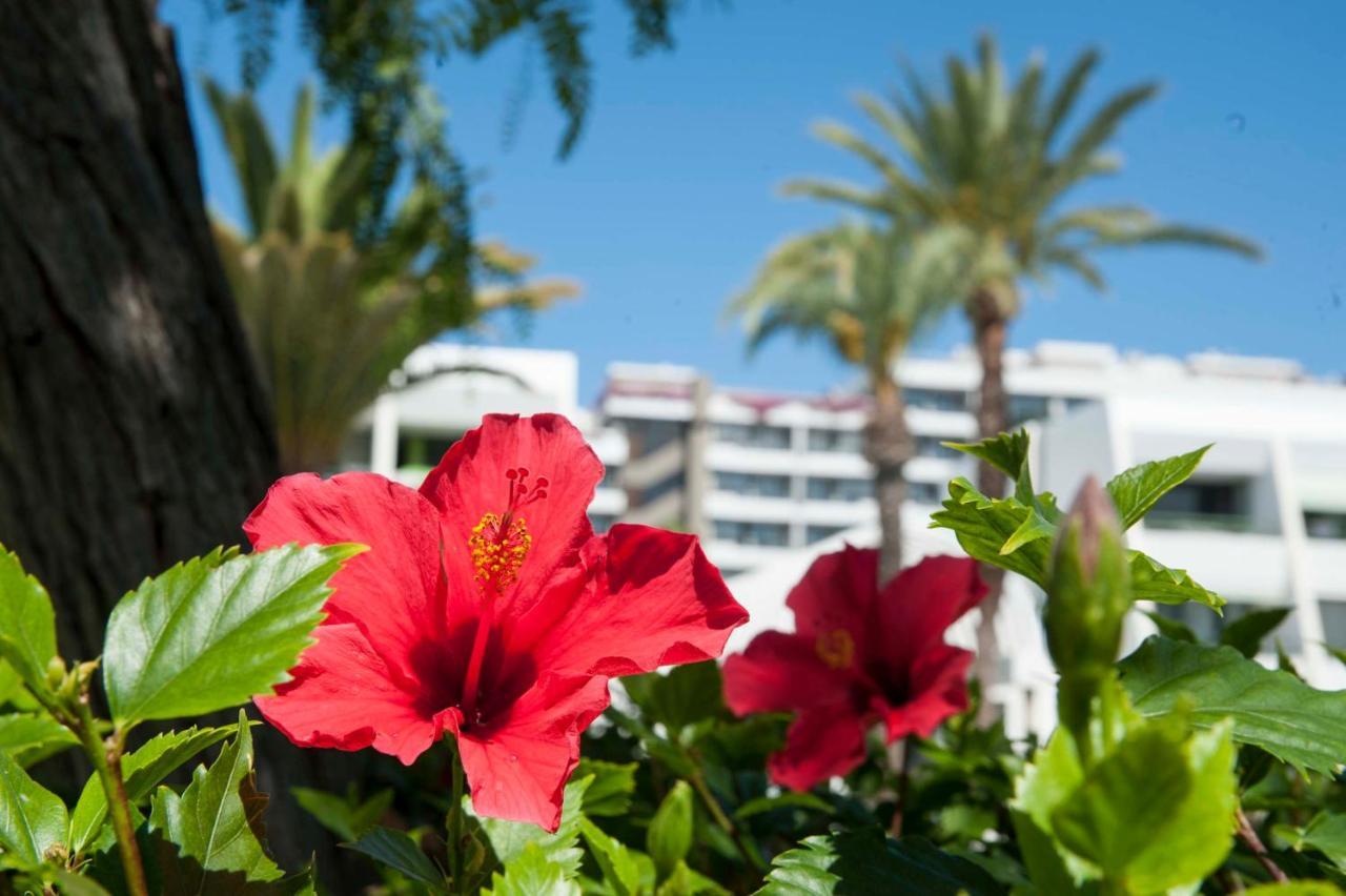 Optimist Deluxe Playa de las Americas (Tenerife)