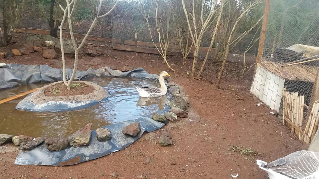 Finca La Jaraca Séjour à la ferme Tacoronte