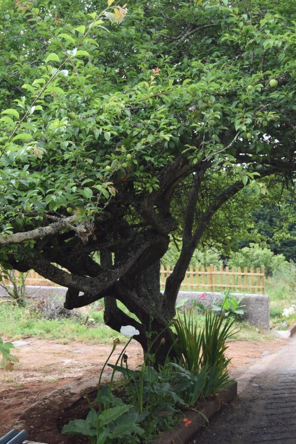 Finca La Jaraca Séjour à la ferme *