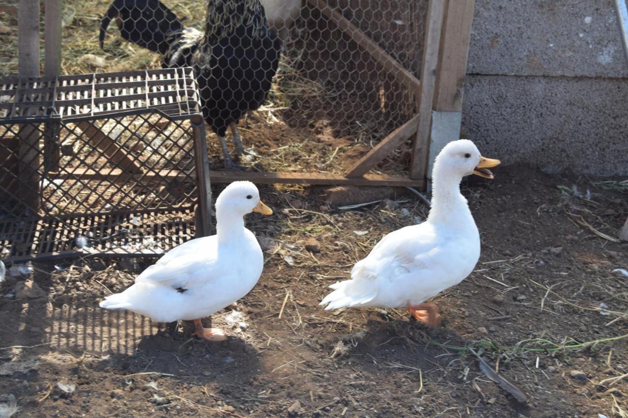 Finca La Jaraca Séjour à la ferme *