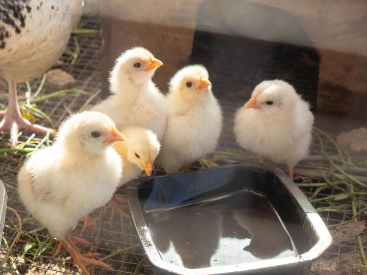 Séjour à la ferme Finca La Jaraca Tacoronte