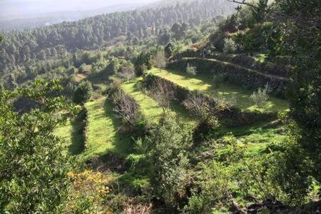 Rural Faldas Del Teide Icod De Los Vinos