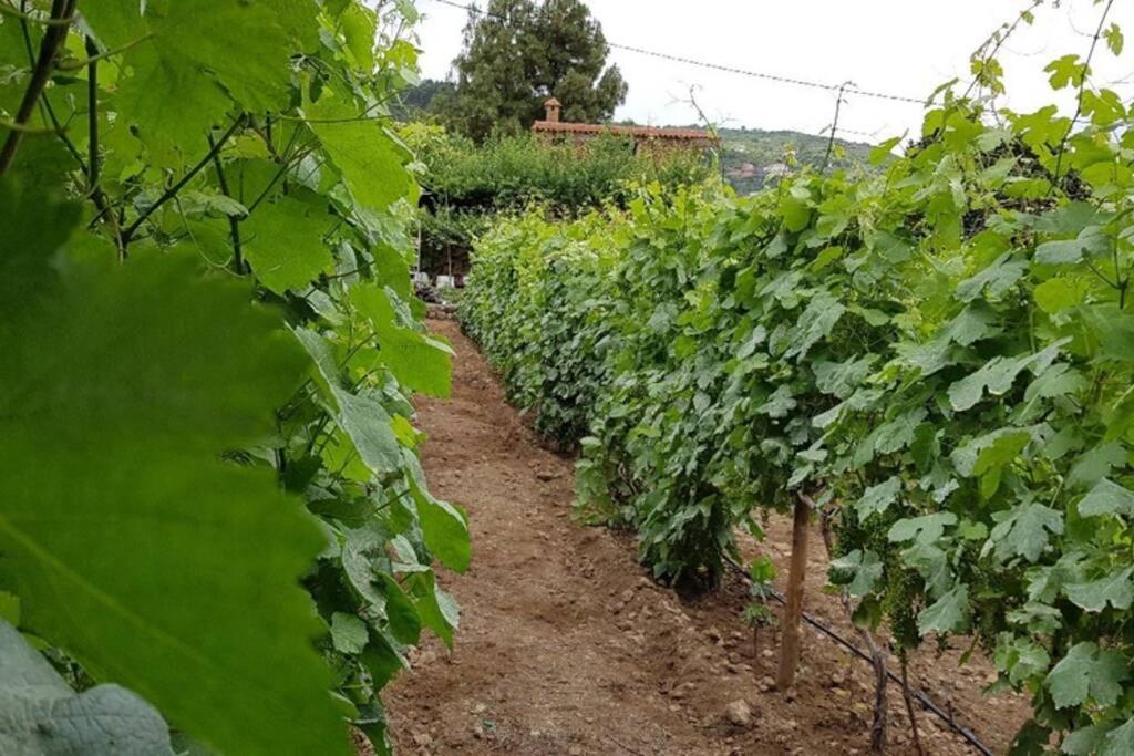La Tagora En Icod De Vinos