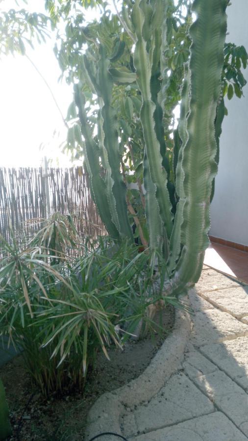 Apartment Pardela Costa Adeje (Tenerife)
