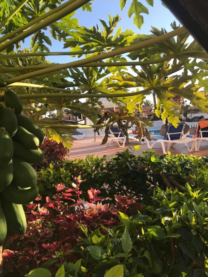 Vistas - Tenerife Royal Gardens * Playa de las Americas (Tenerife)