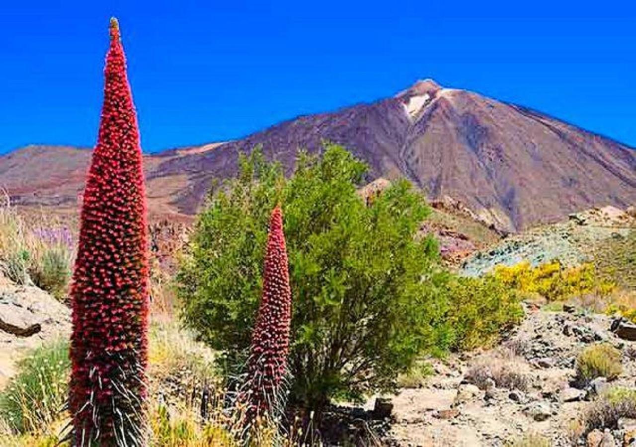 Buena Vibra Tenerife Sur * Playa de las Americas (Tenerife)