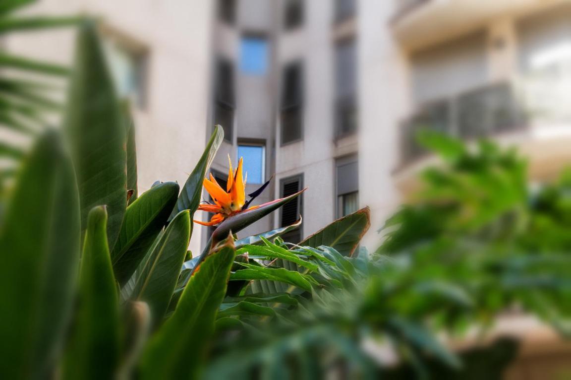 Appartement New Estrelitzia Luxury Apartamen *
