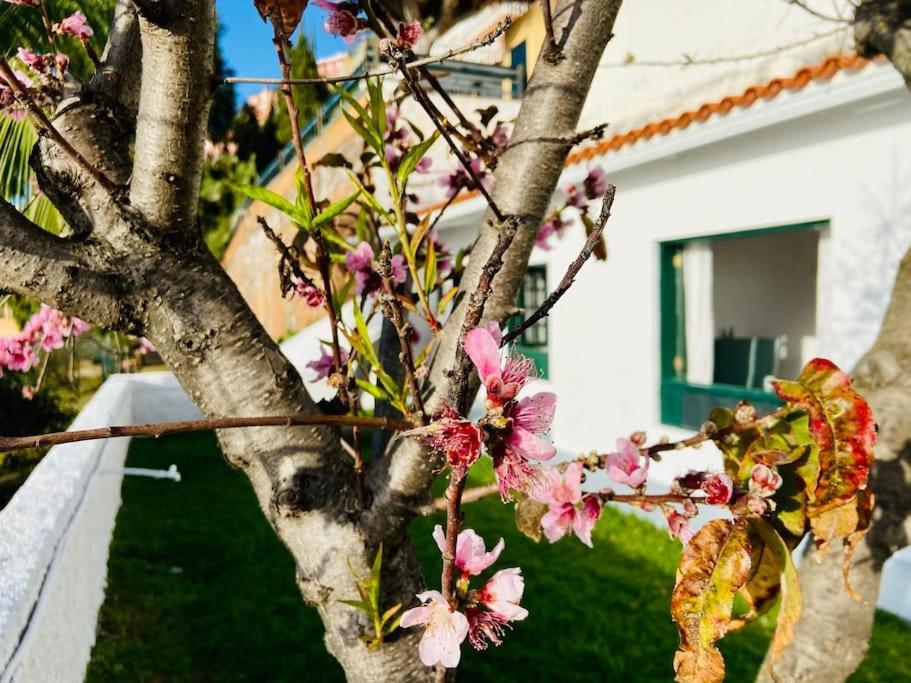 Apartamento Vivienda Vacacional Con Vistas. El Sauzal
