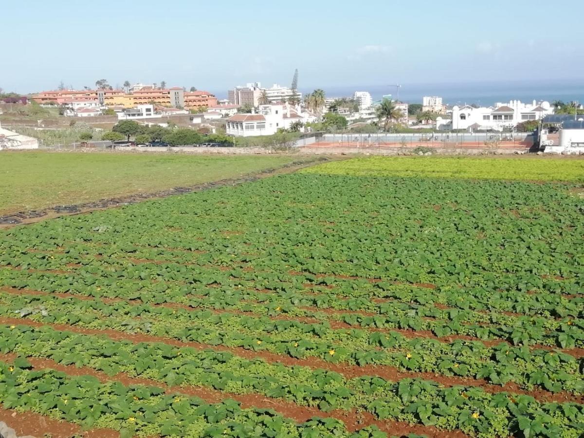 Apartment Cristina Sol H1 Puerto de la Cruz (Tenerife)