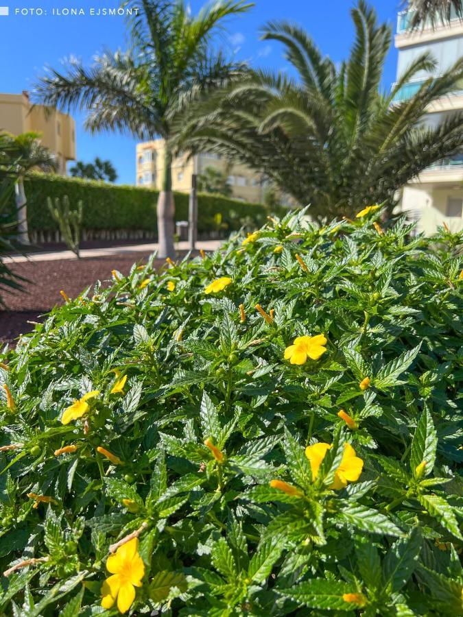 Apartment Isla Feliz In Golf Del Sur Cozy With Terrace, Pool & Parking San Miguel de Abona