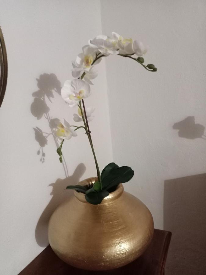 El Arado De Paco * Santiago del Teide