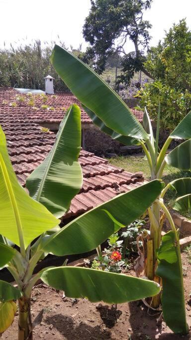 Rural House To Take A Break, La Serreria 25 - Private Garden * Tacoronte