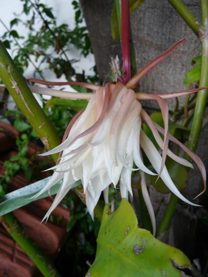 Casa Flora Garden *