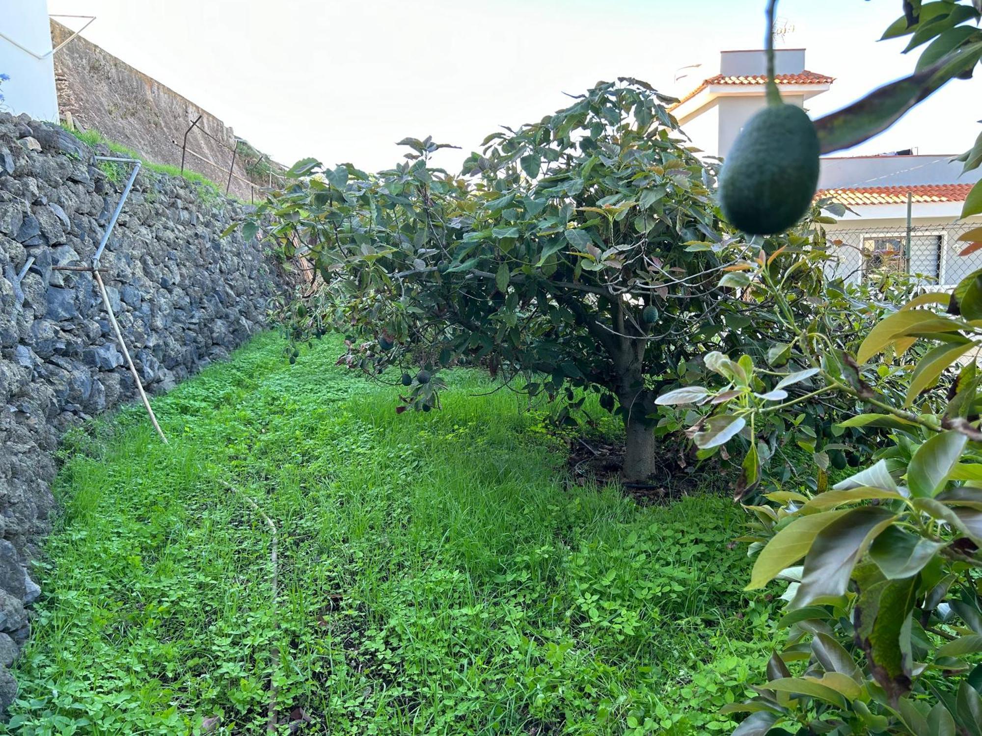 Appartement Casa La Oliva Garachico (Tenerife)