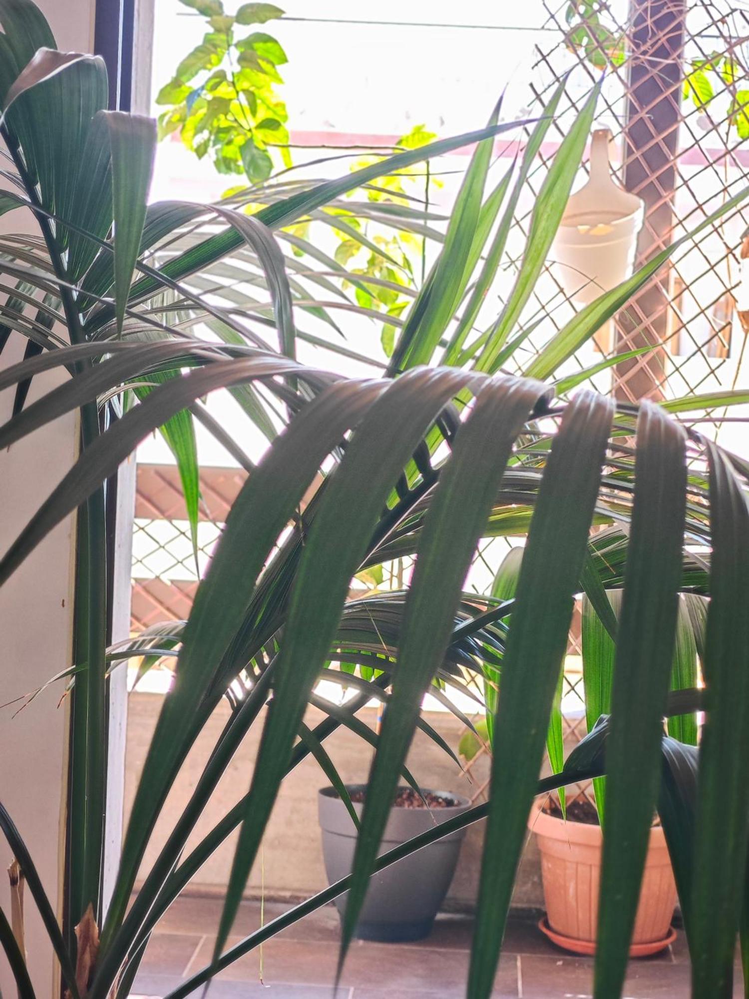 Bed & Breakfast Casa Compartida Weyler