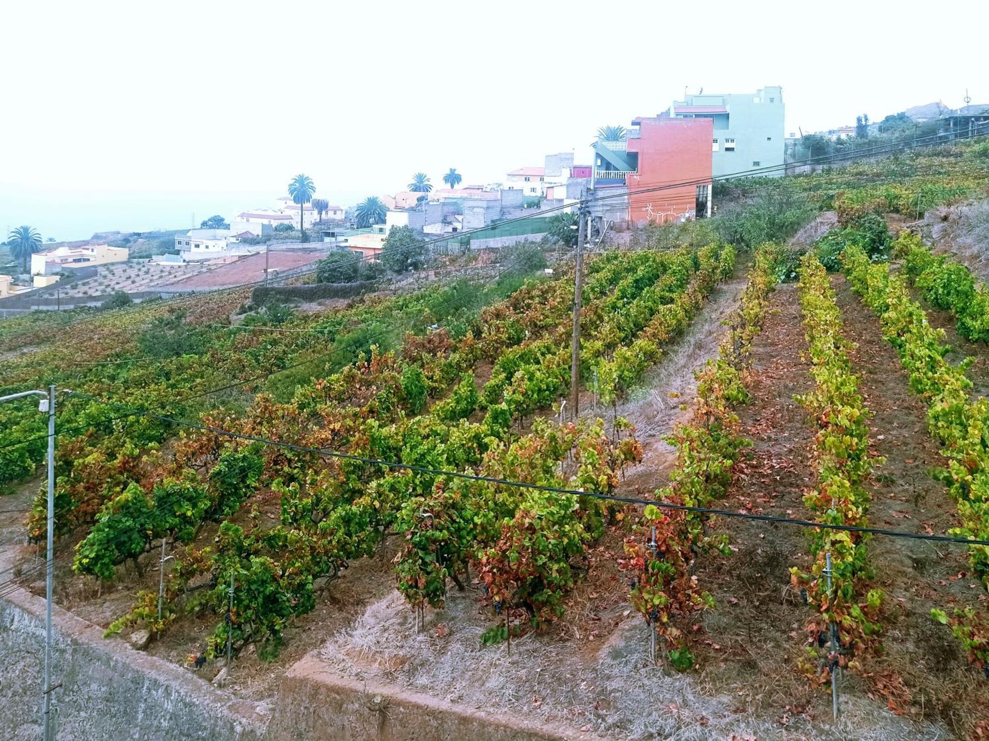 Hébergement de vacances Live La Victoria Carril - Casa Acogedora Y Familiar Con Terraza Completa La Victoria de Acentejo