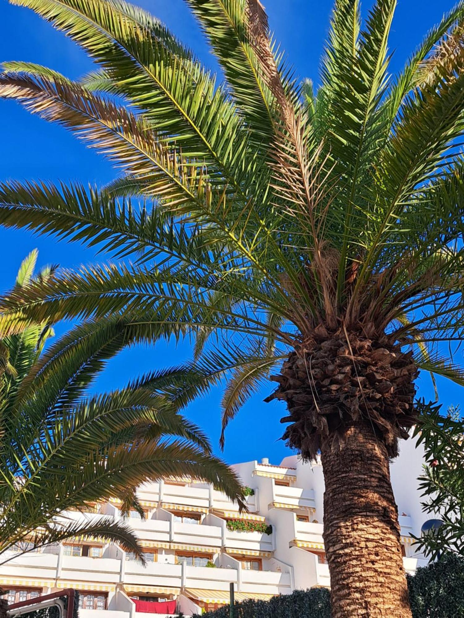 Garden Seaview Americas * Playa Fanabe