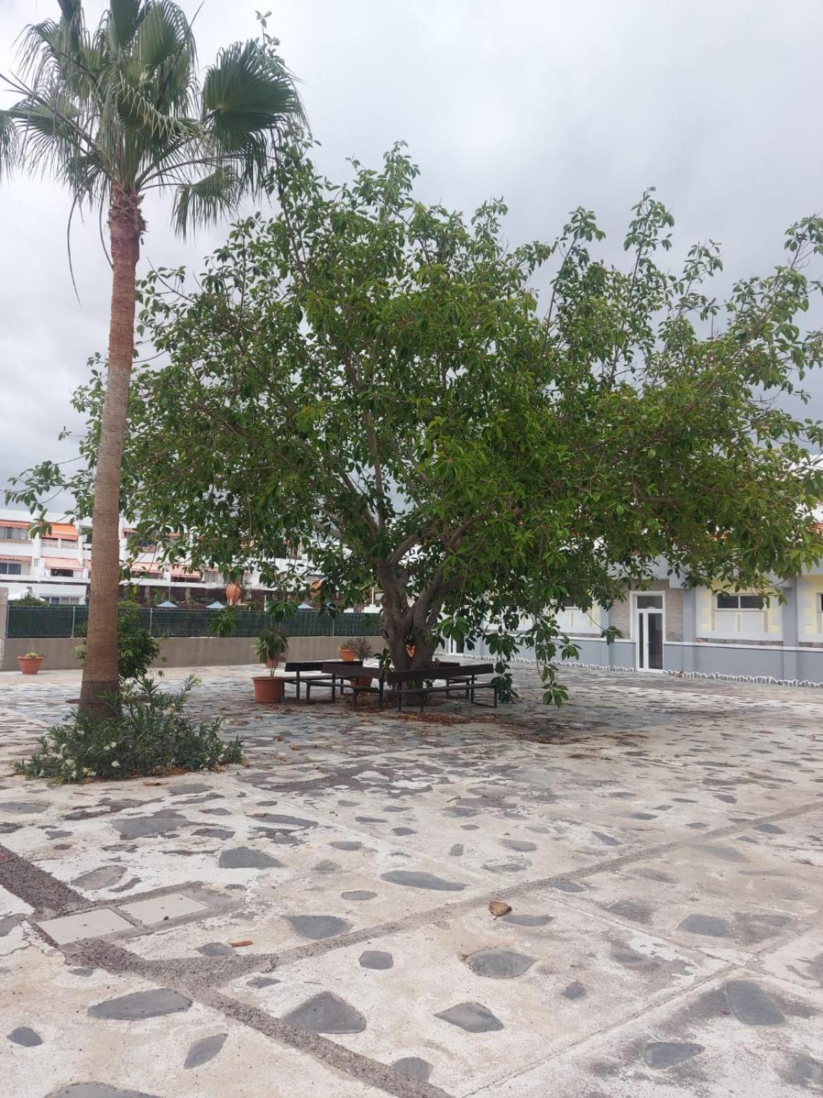 Casa Papagayo * Arona (Tenerife)