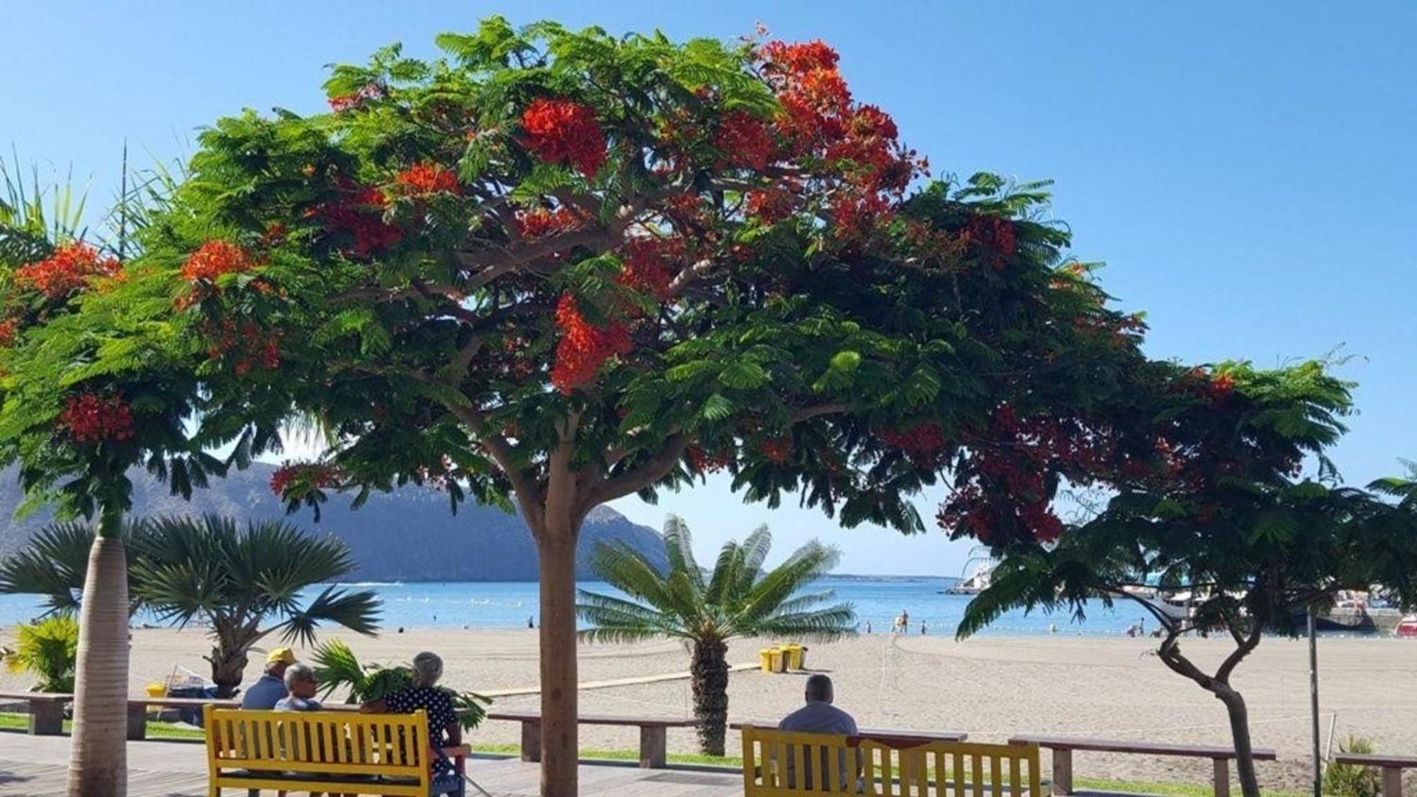 Apartamento Fuer 3 Personen Ca 45 M In Cristianos, Teneriffa Westkueste Von Teneriffa *