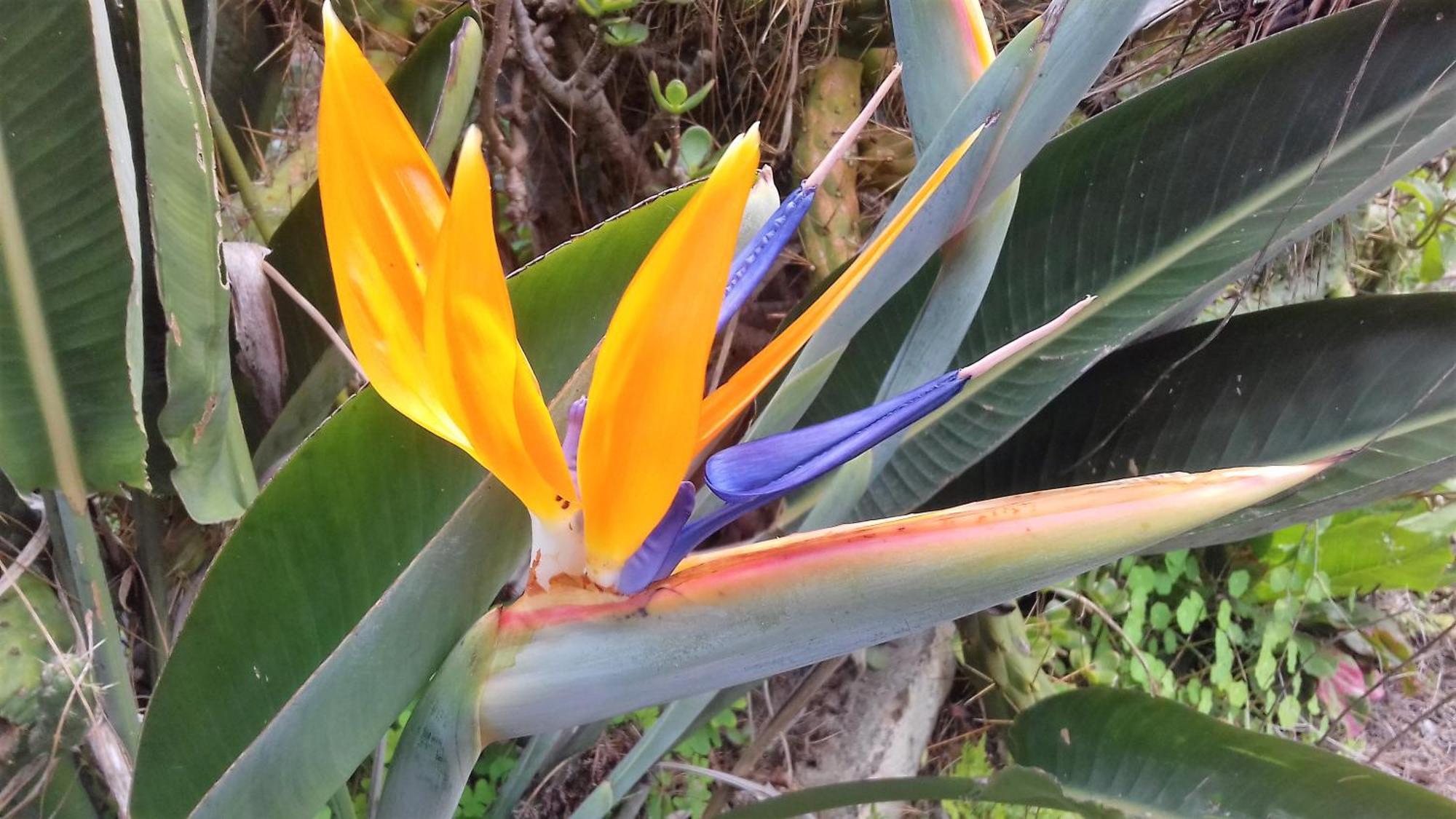 Country house Monte Frio De Tenerife La Guancha