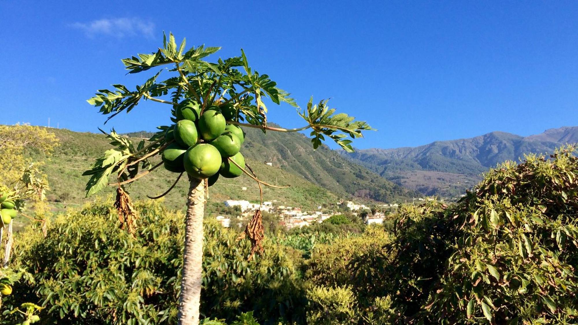 La Plantacion _agroturismo *