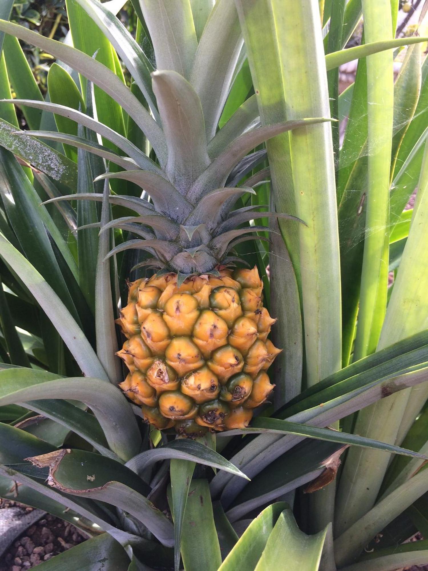 La Plantacion _agroturismo Holiday home *