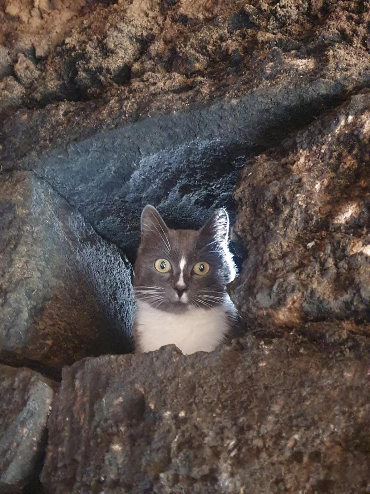 El Gato Genial Casa rural Santa Cruz de Tenerife