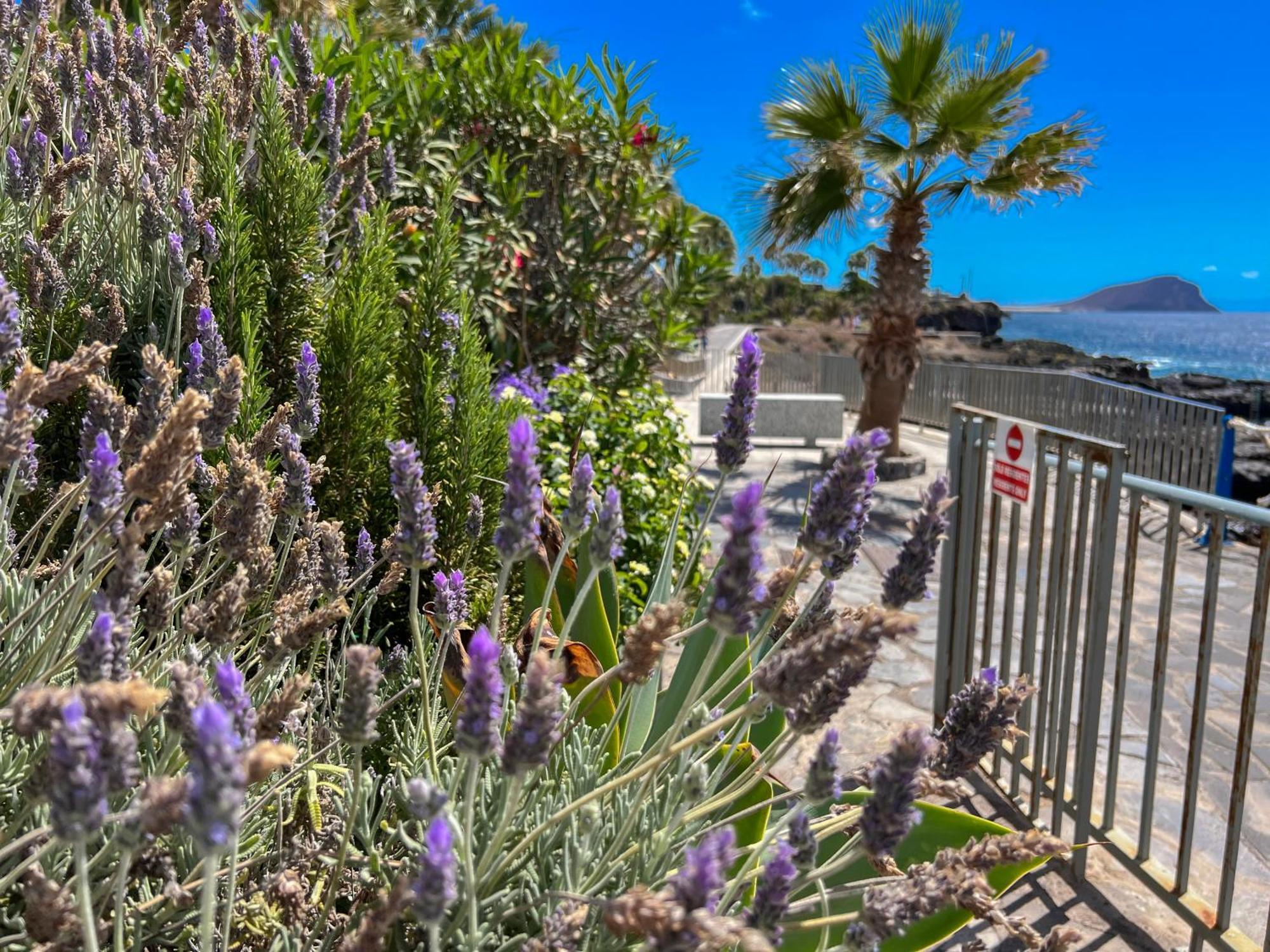 Paz Ocean View, Air Condition, Wifi, Heated Pool Appartement