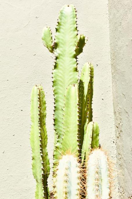 Nuevo En La Laguna Appartement *