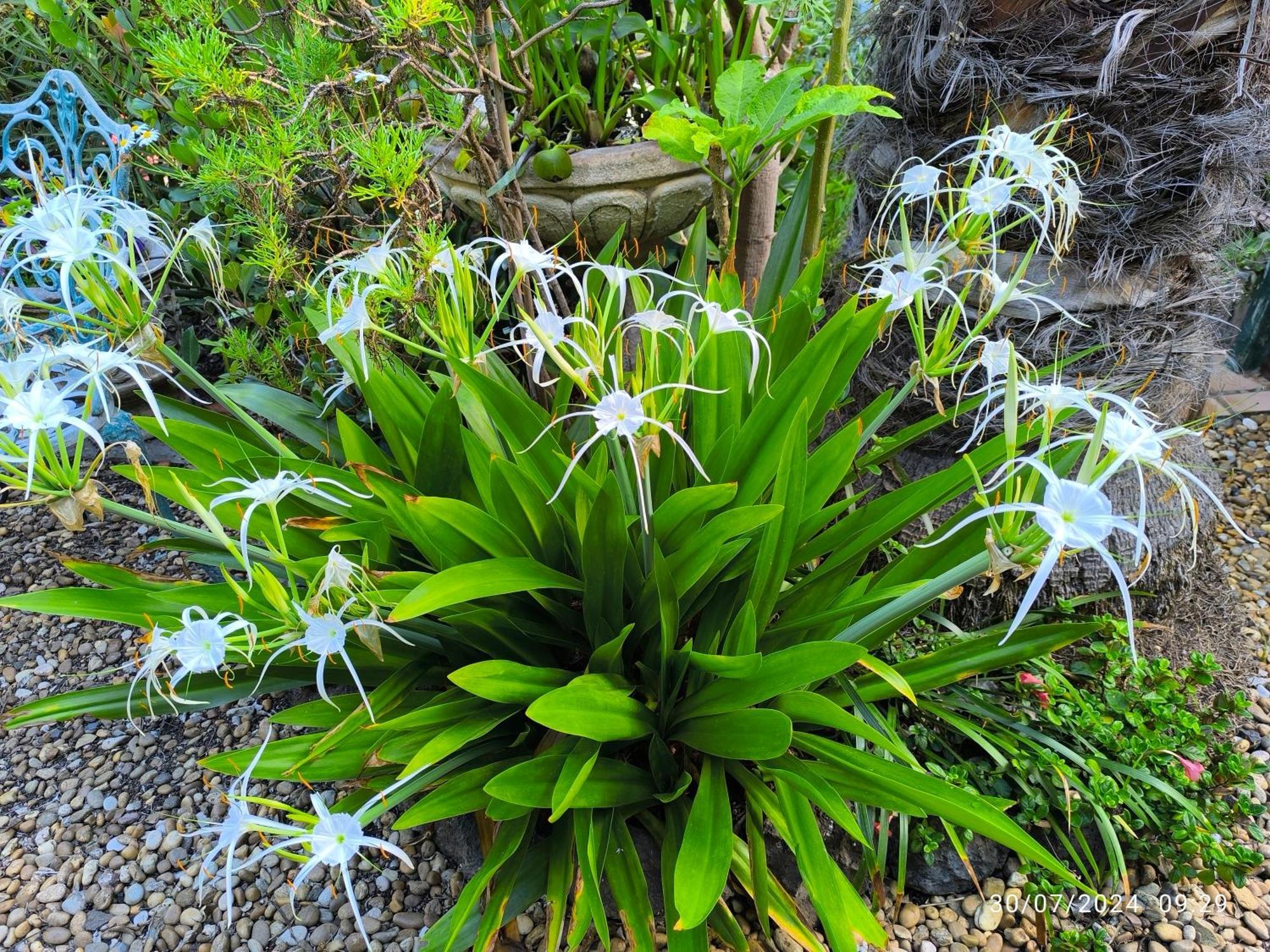 Casa Flora Garden *