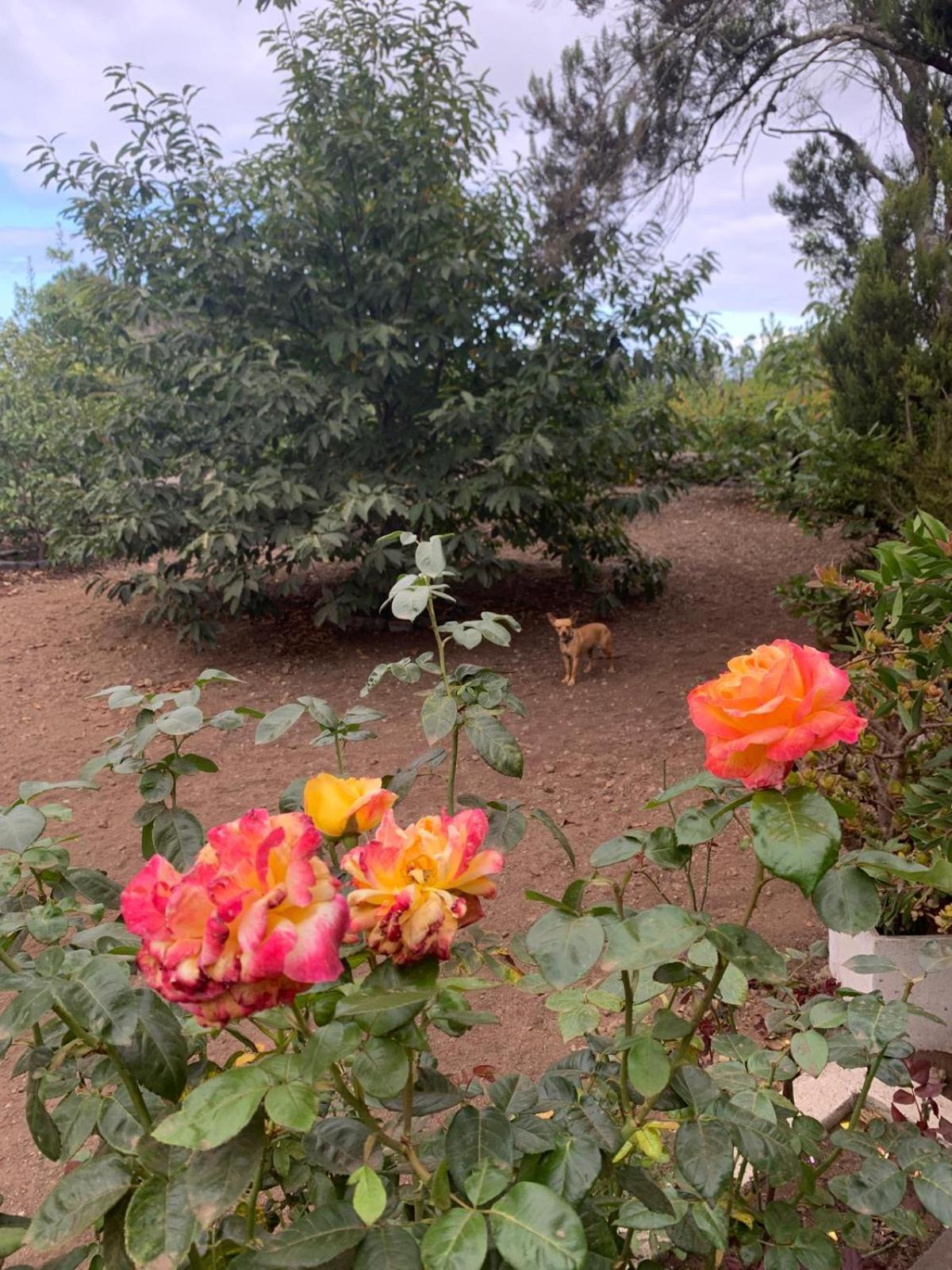 Retiro En La Naturaleza - Desconexion Y Relax Apartment *