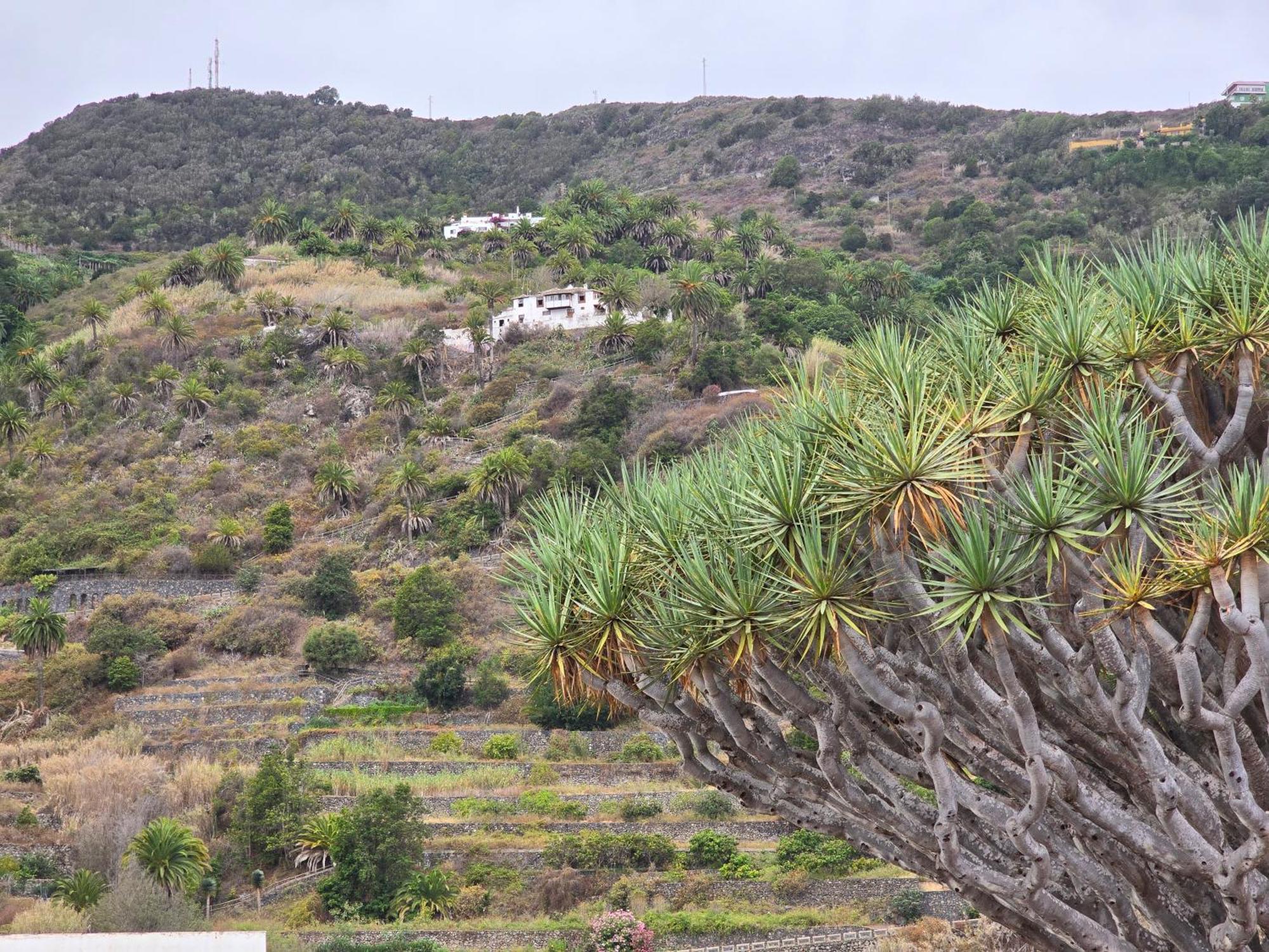 Cozy Izan Drago In Icod De Vinos By Hrtenerife Net Apartamento Icod De Los Vinos