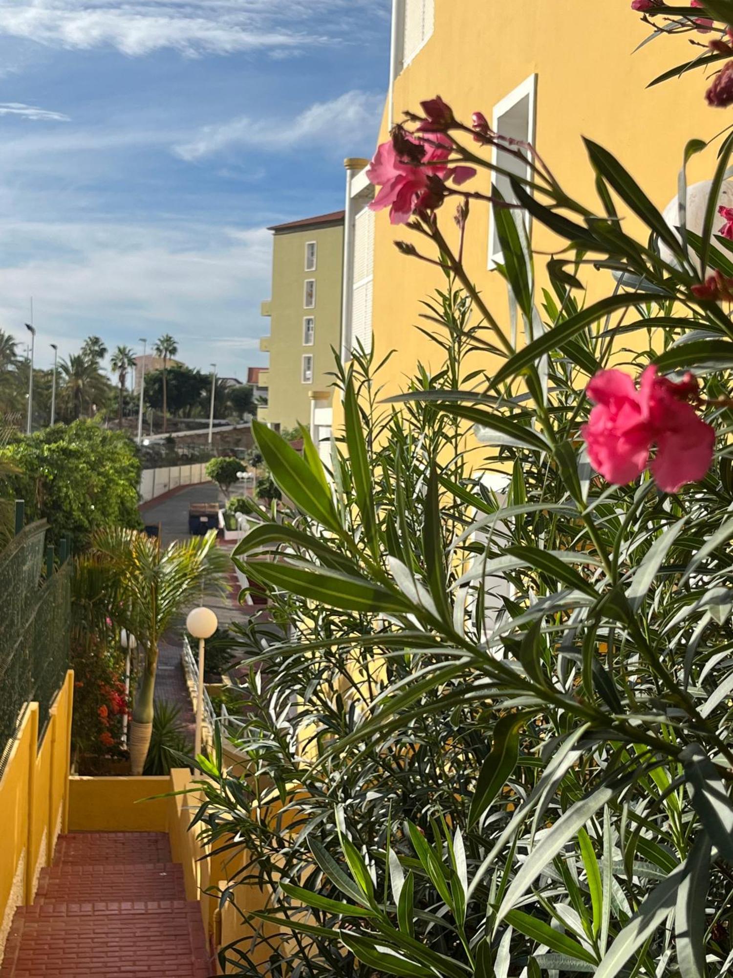 Sunset Star Orlando - Your Away From * Costa Adeje (Tenerife)