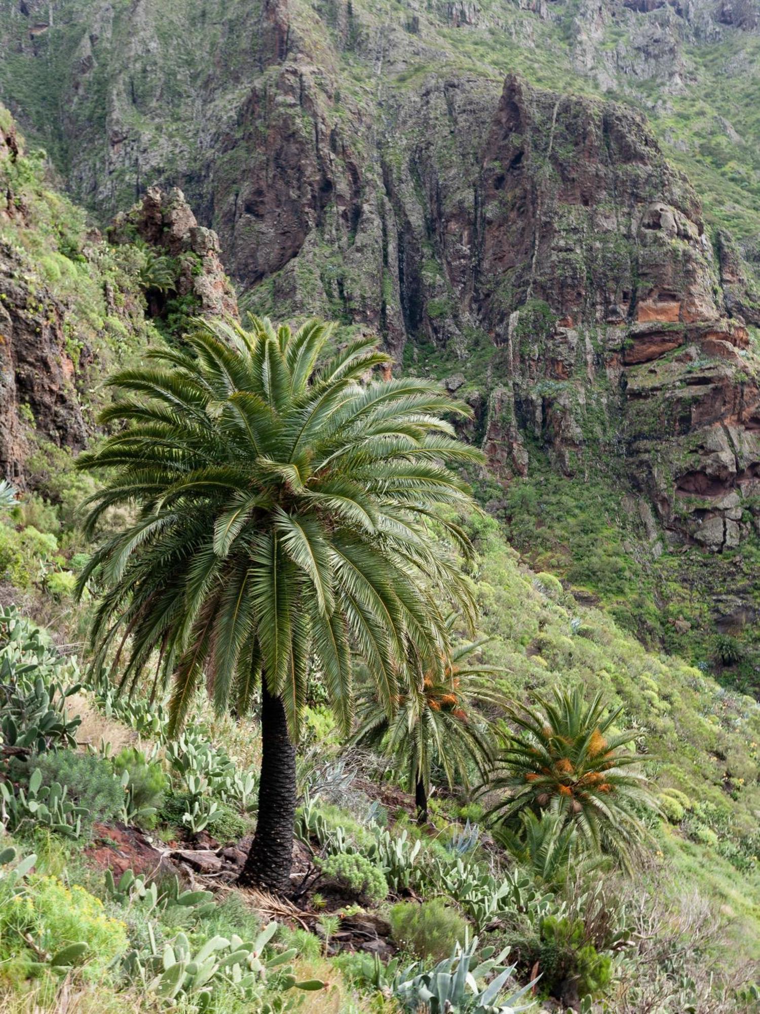 Live Masca Casatarucho Villa Buenavista Del Norte