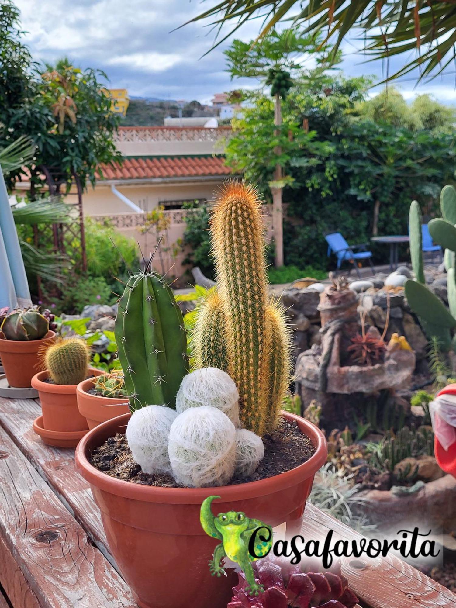 Casafavorita - Meer- Und Teideblick Fuer Zwei Appartement *
