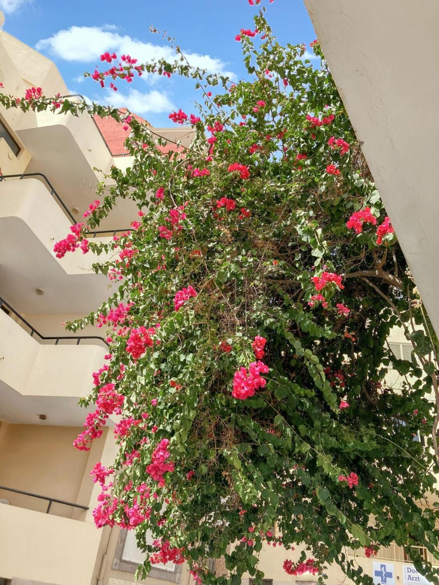 Apartamento At 100 M Away From The With Enclosed Garden And Wifi *