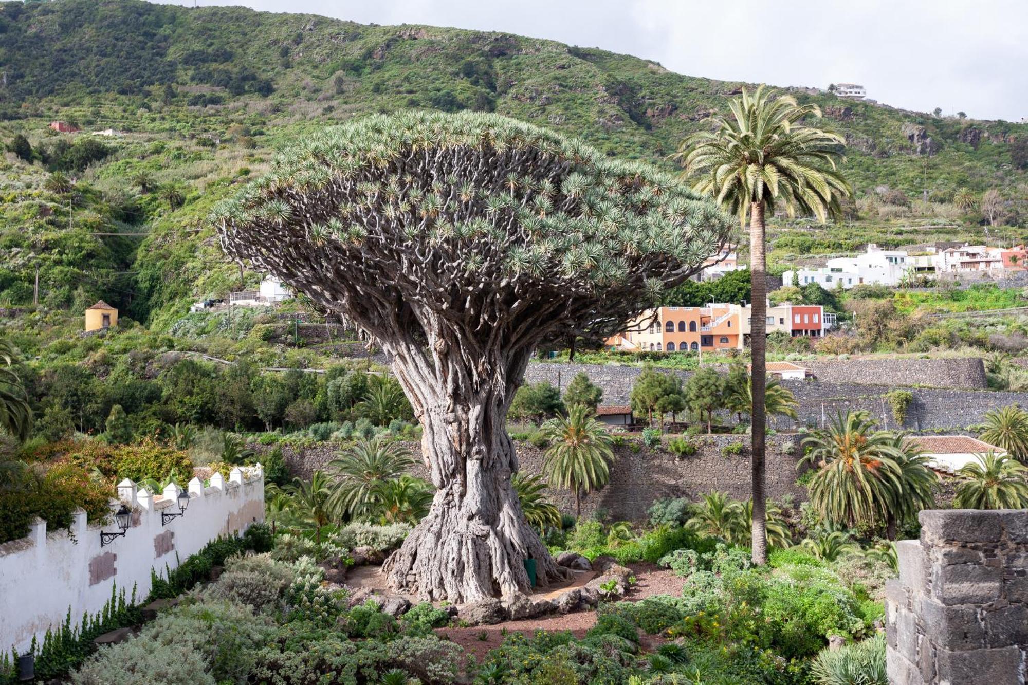 Cozy Seafront With Balcony & Ocean Views Apartment San Marcos (Tenerife)