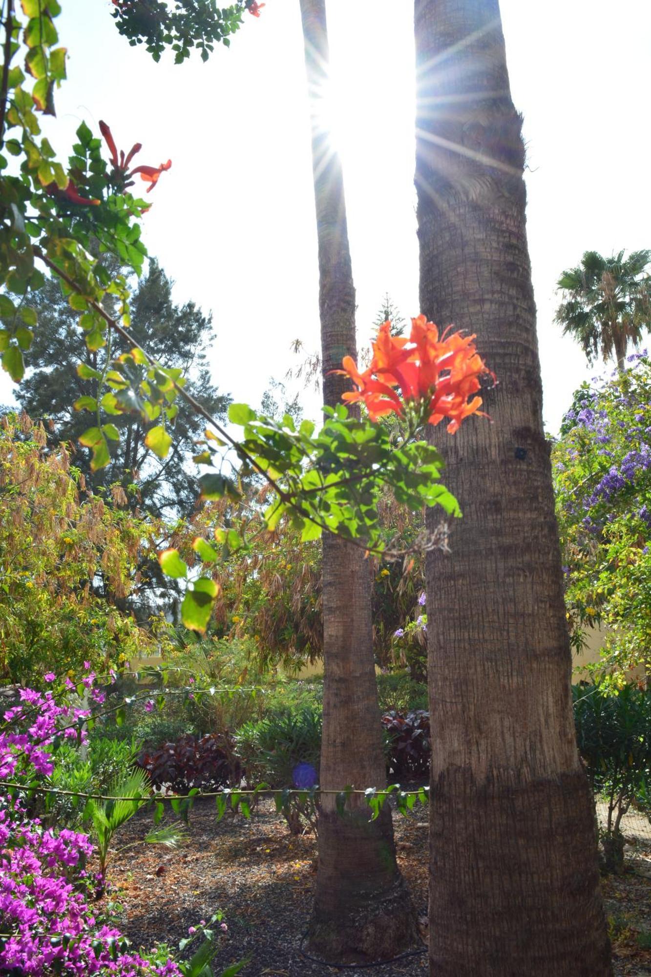 Vivienda Con Piscina, Solarium, Vistas Teide