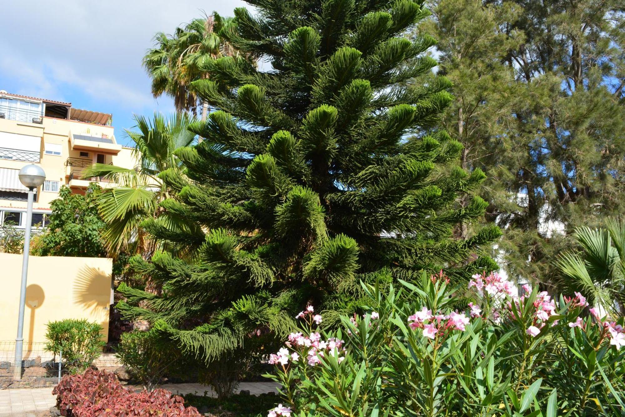 Apartment Vivienda Con Piscina, Solarium, Vistas Teide *