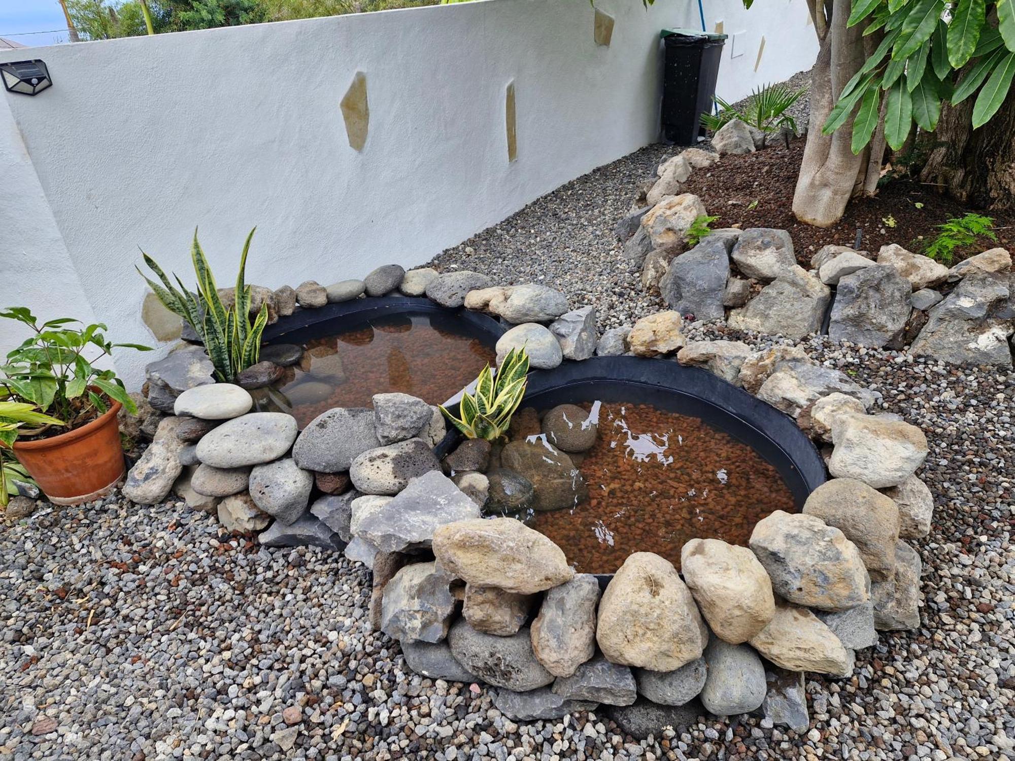 Palmeras B Guimar