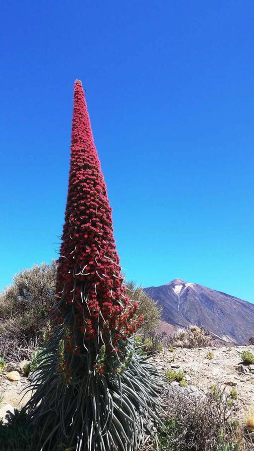 Finca San Agustin Holiday home